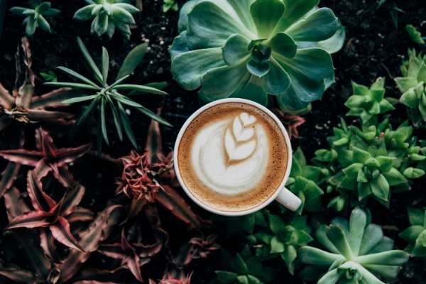 Give your plants a healthy boost with coffee and tea.
